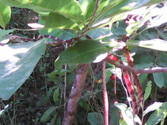 Imantodes gemmistratus