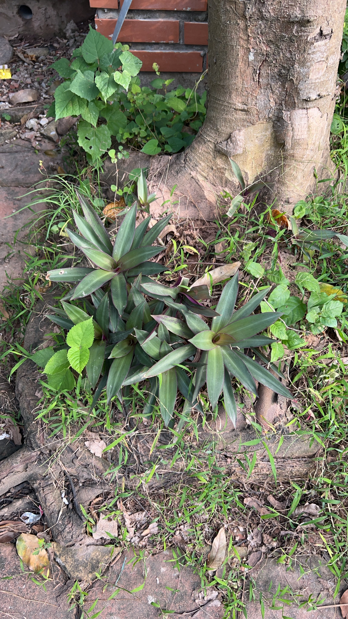 Tradescantia spathacea — ảnh 3