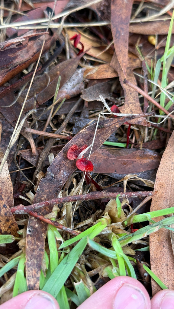 Cruentomycena viscidocruenta · March 2026 · photo: © thekrugle (iNaturalist, cc-by)