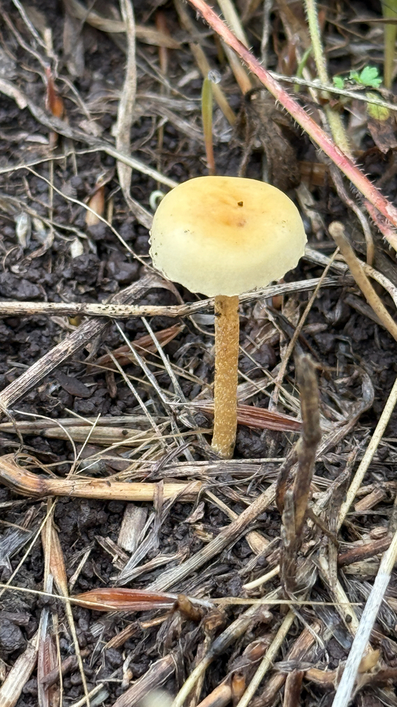 Protostropharia semiglobata · March 2026 · photo: © thekrugle (iNaturalist, cc-by)