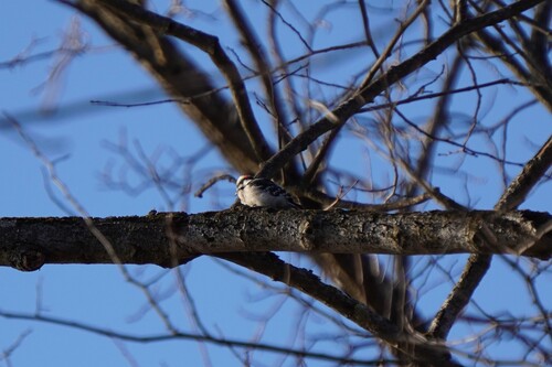 Downy Woodpecker observed by lukeass