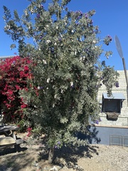 Dermatophyllum secundiflorum