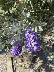 Dermatophyllum secundiflorum