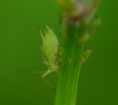 Myzus persicae