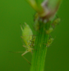 Myzus persicae