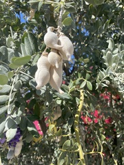 Dermatophyllum secundiflorum