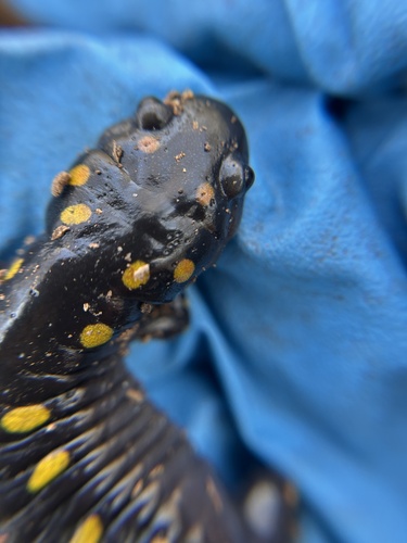 Spotted Salamander observed by haileyflo