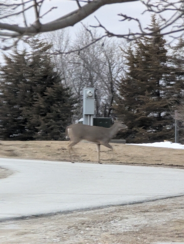 White-tailed Deer observed by cadenthecorvid