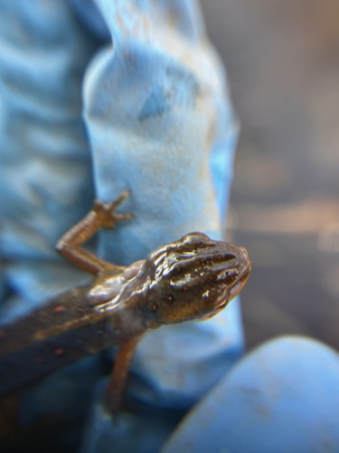 Eastern Newt observed by haileyflo
