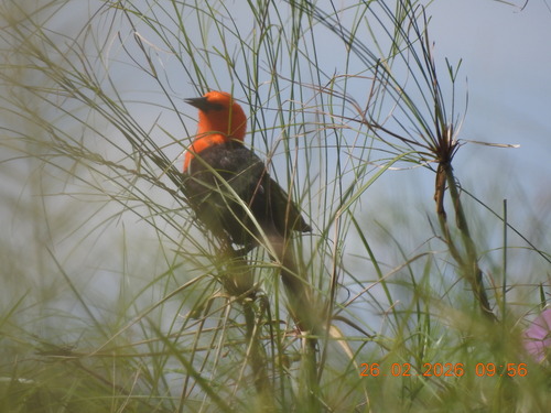 Scarlet-headed Blackbird