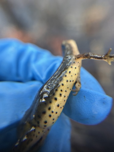 Eastern Newt observed by haileyflo