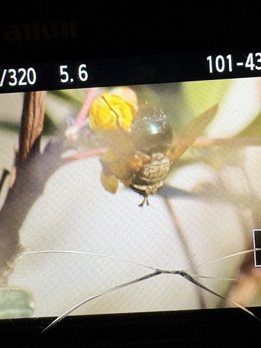 Unknown species found near Chestnut St, San Marcos, TX, US