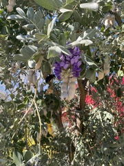 Dermatophyllum secundiflorum