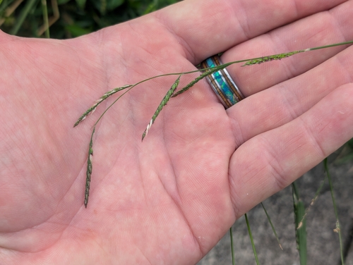 Eriochloa procera, 2026-03-01