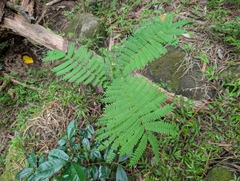 Falcataria falcata, photograph author not stated, no rights reserved