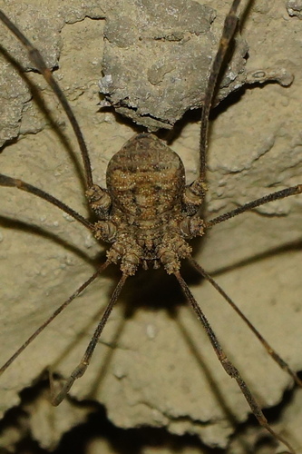 Trachyrhinus marmoratus