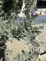 Dermatophyllum secundiflorum