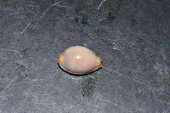 Staphylaea staphylaea