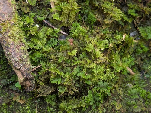 Eastern Weft-moss (Thuidium cymbifolium)