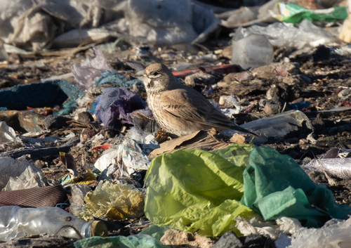 Thick-billed Lark (Ramphocoris clotbey), photo 10