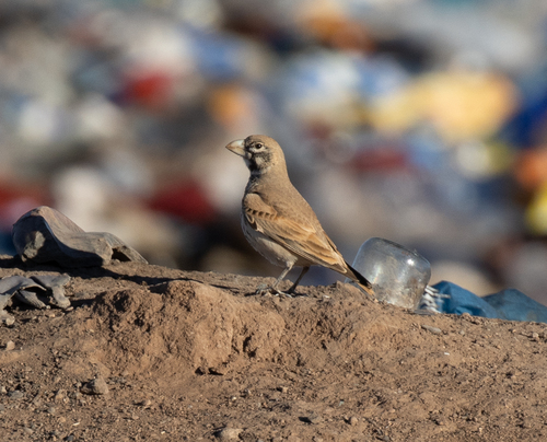 Thick-billed Lark (Ramphocoris clotbey), photo 5