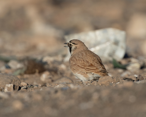 Temminck's Lark (Eremophila bilopha)