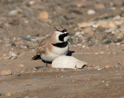 Temminck's Lark (Eremophila bilopha), photo 5