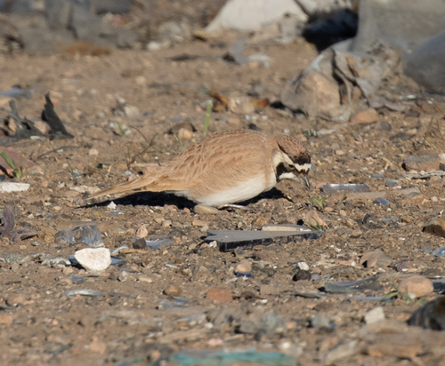 Temminck's Lark (Eremophila bilopha), photo 2