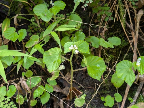 Brazilian Begonia (Begonia hirtella)