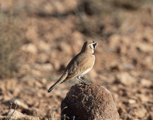 Temminck's Lark (Eremophila bilopha), photo 6