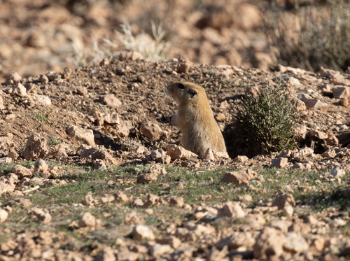 Fat Sand Rat