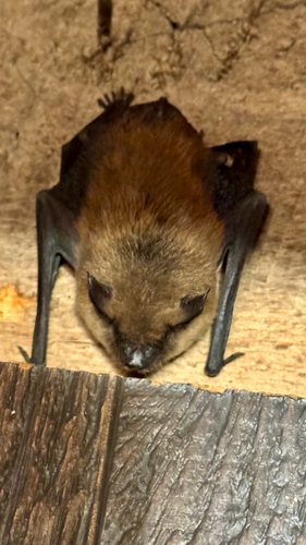 Big Brown Bat observed by onehunterman