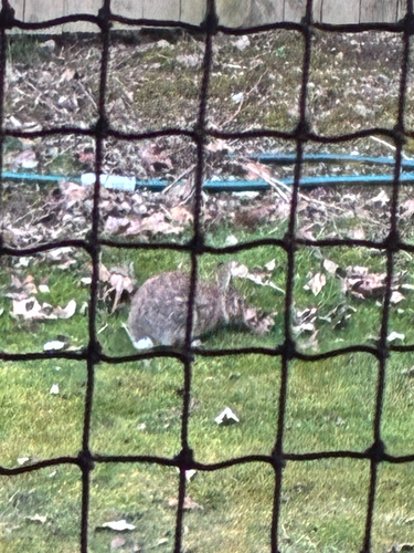 Eastern Cottontail observed by brennanq