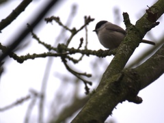 Poecile palustris