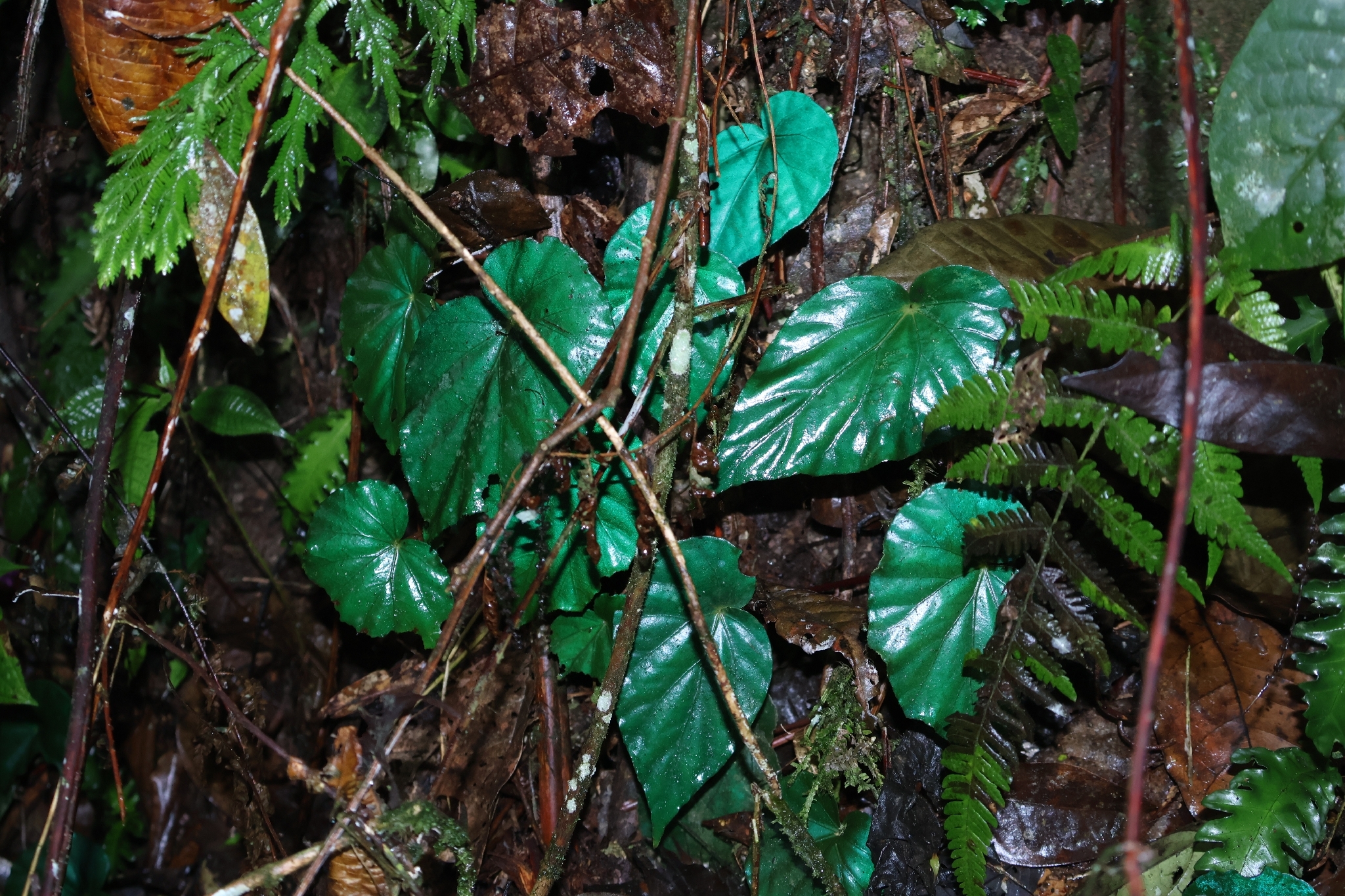Begonia pavonina