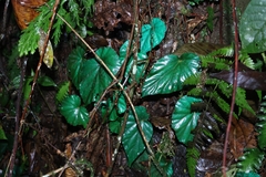 Peacock Begonia (Begonia pavonina)