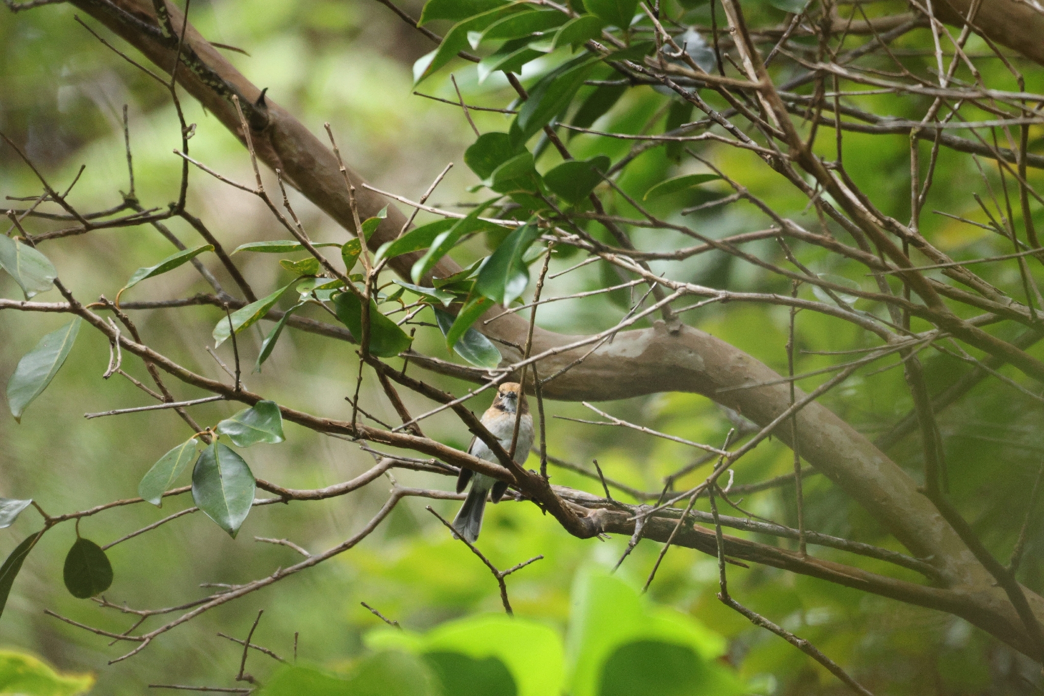 Oahu Elepaio (Chasiempis ibidis), photo 2
