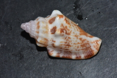 Canarium erythrinum