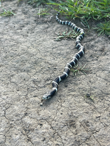 California King Snake observed by bhodder