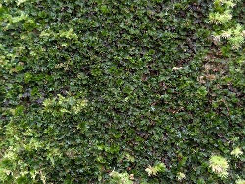 Tiny Bristle Fern (Crepidomanes parvulum)