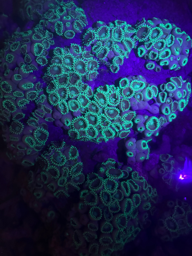 Photo of Caribbean mat zoanthid (Palythoa caribaeorum)