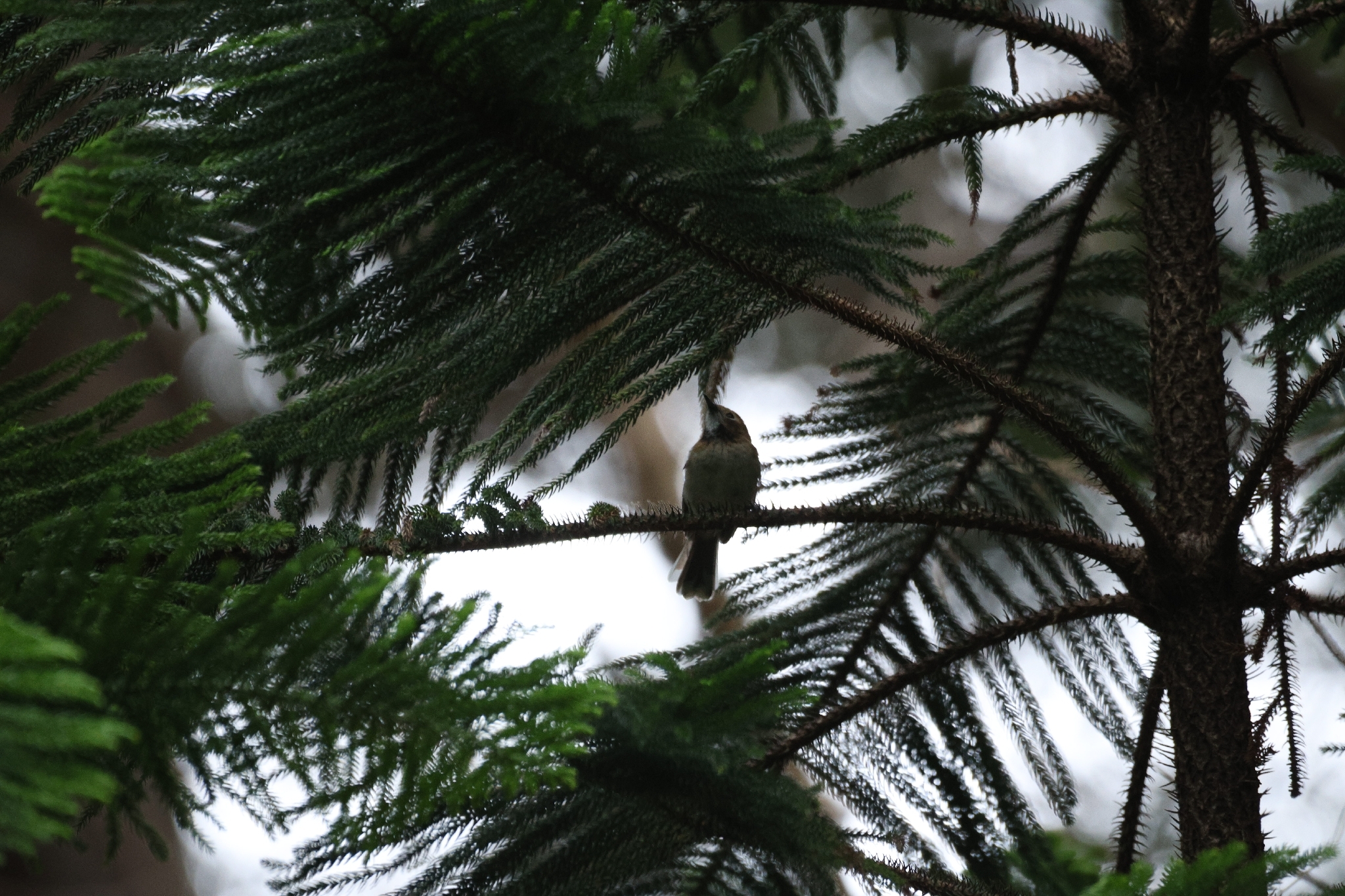 Oahu Elepaio (Chasiempis ibidis), photo 3