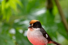 Atlapetes leucopterus