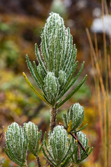 Linochilus rupestris