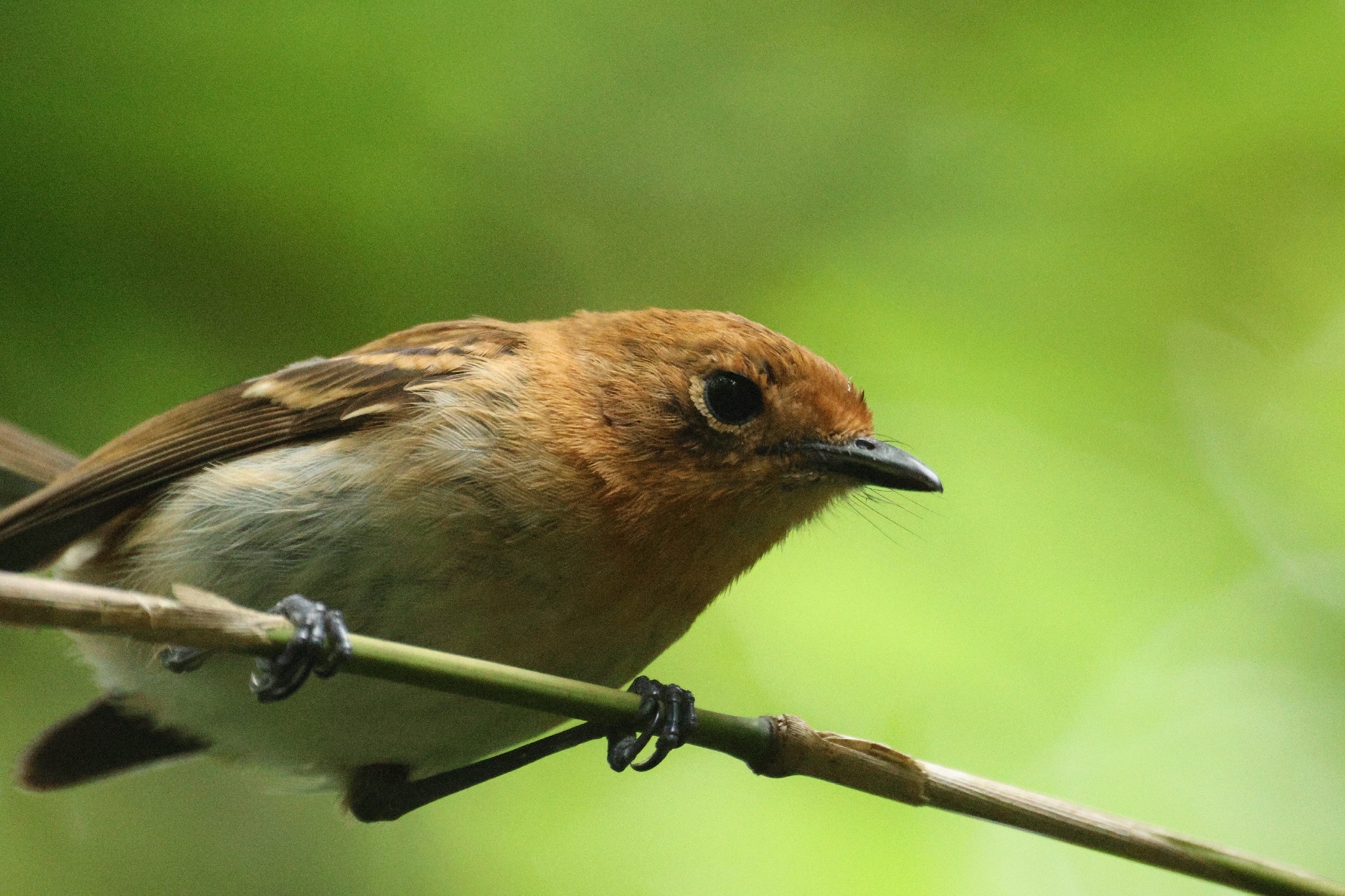 Oahu Elepaio (Chasiempis ibidis), photo 4