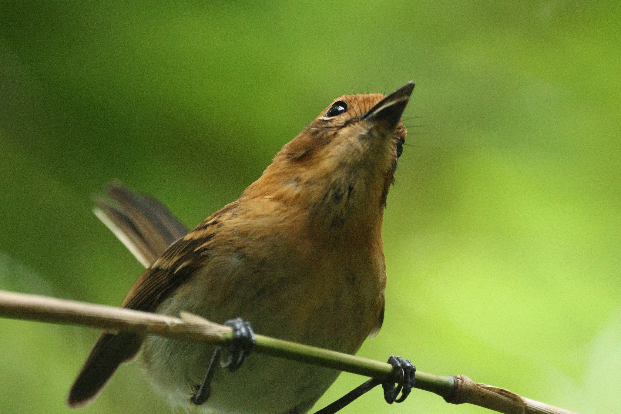 Oahu Elepaio (Chasiempis ibidis), photo 5