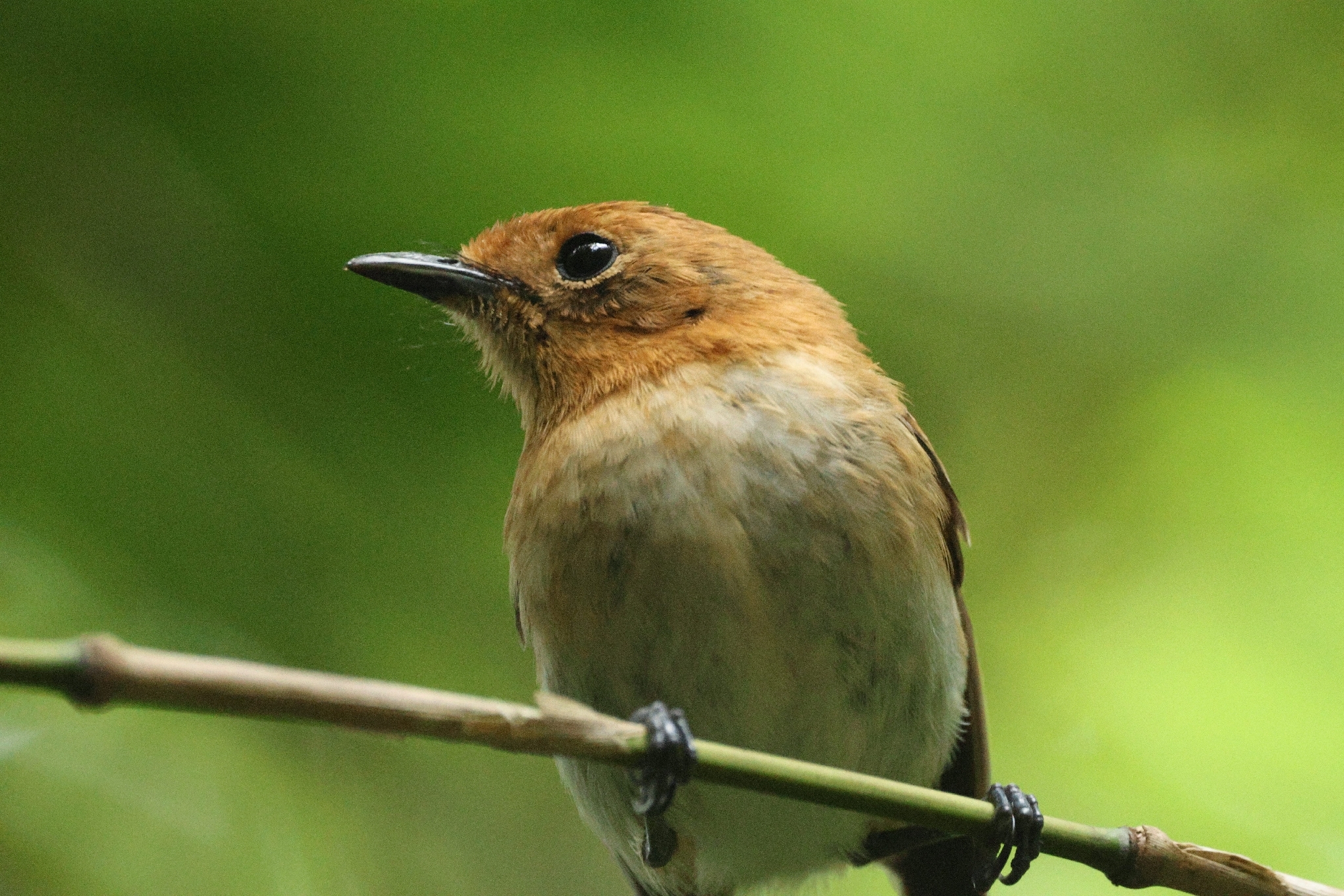 Oahu Elepaio (Chasiempis ibidis), photo 6