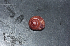 Clanculus margaritarius