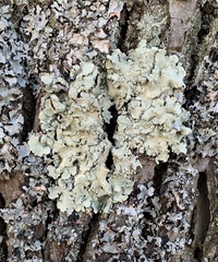 Flavoparmelia caperata