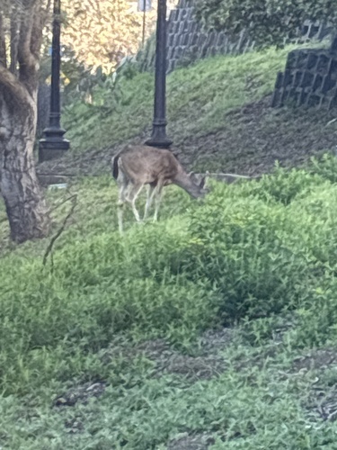 Mule Deer observed by droocoo
